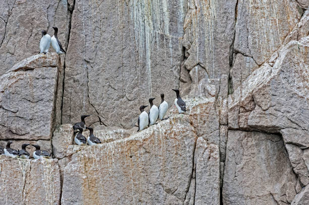 istock The Common Murre or Common Guillemot is a large auk. Nesting on the cliffs at Cape Achchen, Chukotka Autonomous Okrug, Russia. Bering Sea; 1222135347