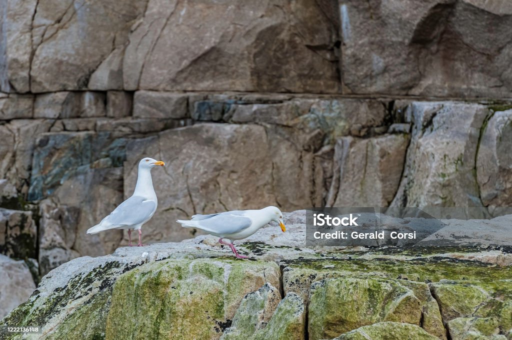 Glaucous Gull (Larus hyperboreus) is a large gull which breeds in the Arctic regions of the northern hemisphere and is on the bird cliffs at Achchen, Northwestern Russia. Chukotka Stock Photo