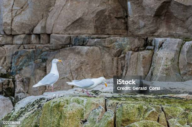 Glaucous Gull Is A Large Gull Which Breeds In The Arctic Regions Of The Northern Hemisphere And Is On The Bird Cliffs At Achchen Northwestern Russia Stock Photo - Download Image Now