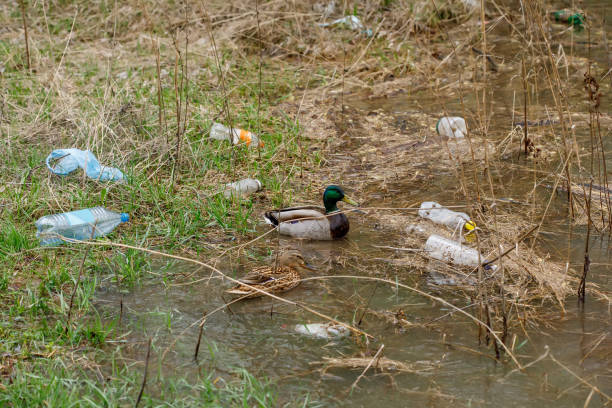 istock Duck swimming in a river with waste bottles, plastic pollution 1222137459