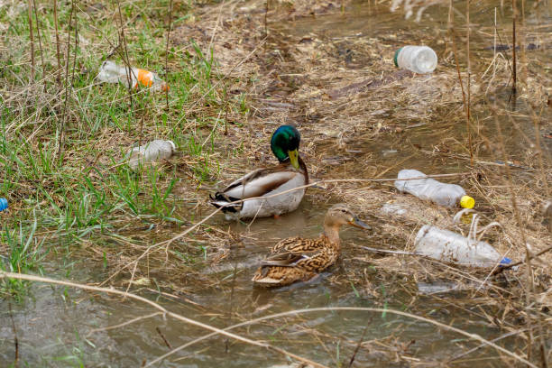 istock Duck swimming in a river with waste bottles, plastic pollution 1222137461