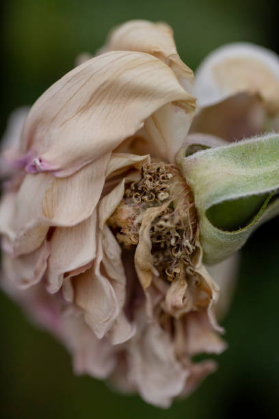 istock Wilted, dried garden rose 1222138381