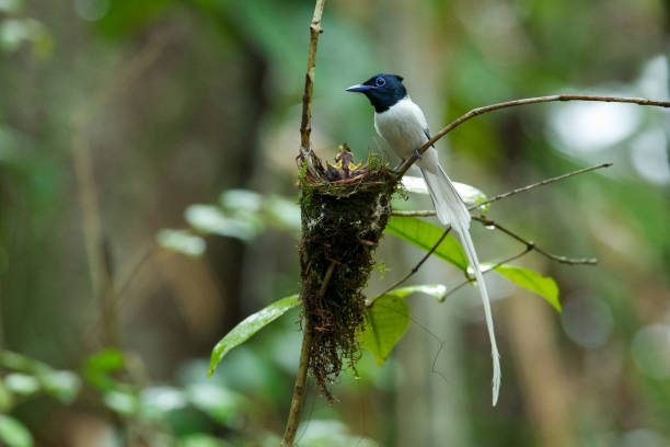 Bird : adult male Asian paradise flycatcher (Terpsiphone paradisi) Beautiful adult male Asian paradise flycatcher (Terpsiphone paradisi), high angle view, side shot, sitting in front of the nest after feeding young bird already, in tropical moist lowland forest, south of Thailand. eutrichomyias rowleyi stock pictures, royalty-free photos & images