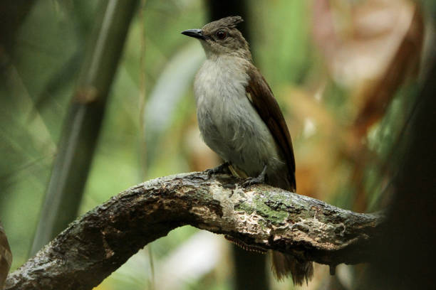 istock Bird : adult Puff-backed bulbul (Pycnonotus eutilotus) 1222138436