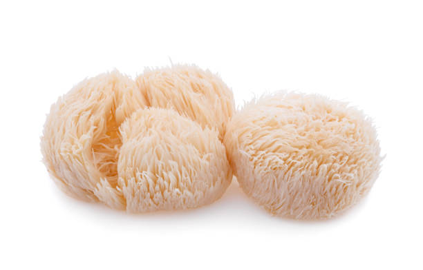 istock lion mane mushroom isolated on white background 1222140060