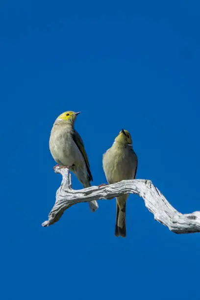 Two tiny white plumed honeyeaters perched on a branch