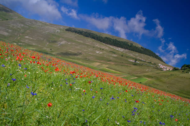 istock CASTELLUCCIO DI NORCIA AND ITS FLOWERING 1222140978