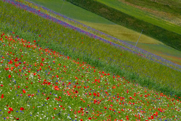 istock CASTELLUCCIO DI NORCIA AND ITS FLOWERING 1222141027