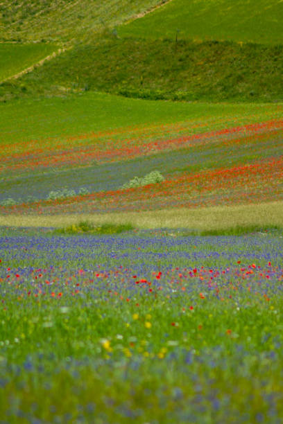 istock CASTELLUCCIO DI NORCIA AND ITS FLOWERING 1222141035