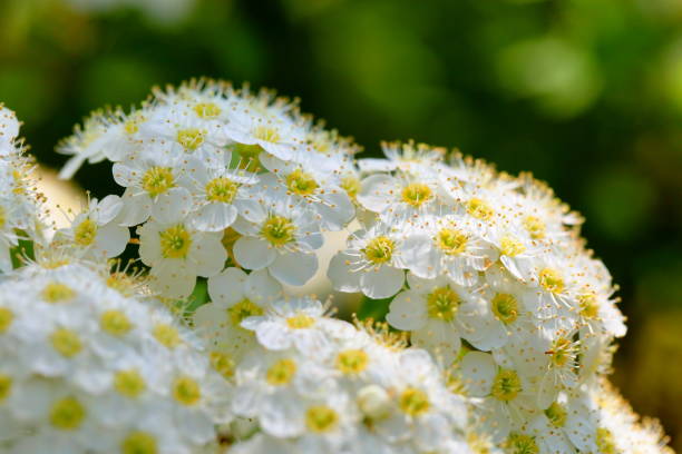 istock Reeves spirea in Japan 1222142543