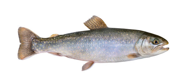 istock Fresh char fish isolated on white background (Salvelinus confluentus) 1222144755