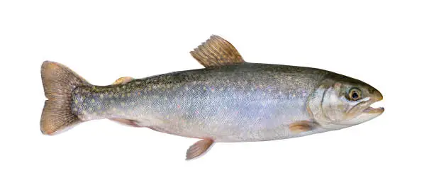 Photo of Fresh char fish isolated on white background (Salvelinus confluentus)