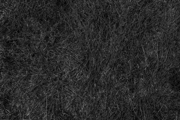 Texture burnt grass. Black background of scorched earth after spring fire.