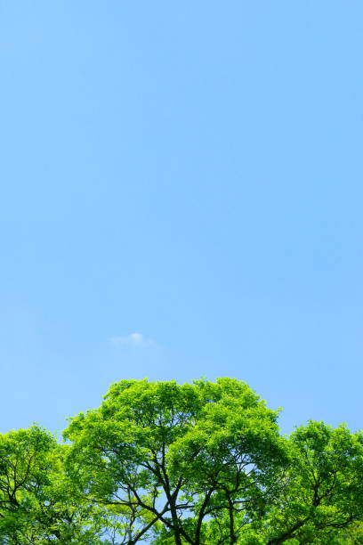 istock Blue sky and trees in early summer 1222145549
