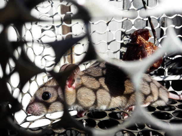 istock Rat in cage mousetrap on white background 1222146137