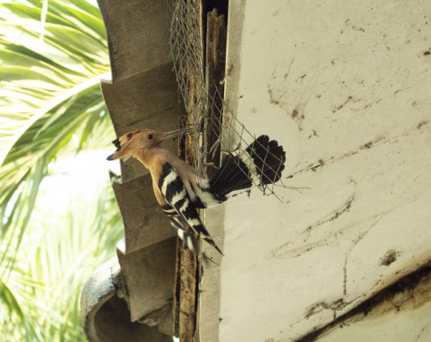 insetto maschio che becca uccelli per l'uccello femmina da mangiare nel nido - hoopoe bird feeding young animal foto e immagini stock