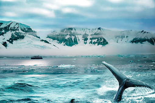 Cuverville island scenery in the antarctic ocean. A whale dives into the cold water.