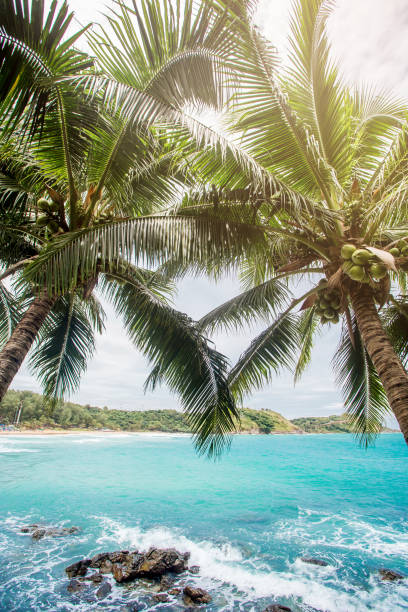 istock Coconut palm trees, beautiful tropical background, vintage filter 1222147246