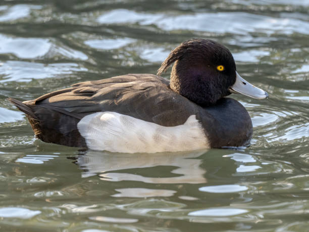 istock male tufted duck floating in a Japanese pond 4 1222149014