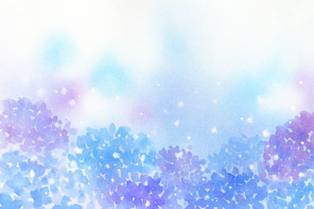 illustrazioni stock, clip art, cartoni animati e icone di tendenza di sfondo ortensia dipinto ad acquerello. - ortensia