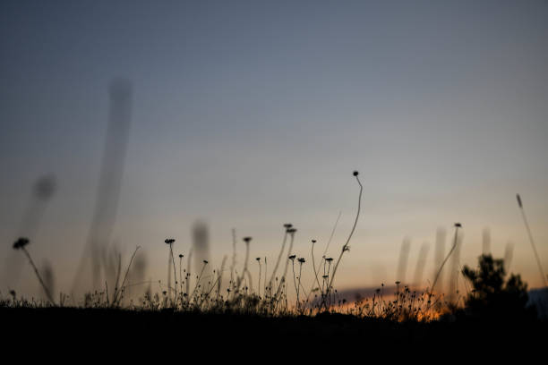Caucasus, Georgia, Tusheti region, Kvavlo. Flowerbed illuminated by the setting sun behind a mountain range