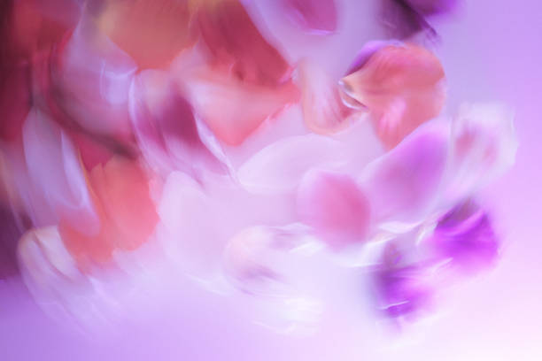 Purple rose petals flying. The center free space for Your photos or text. Isolated white background