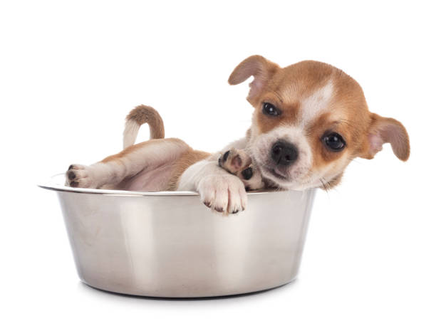 istock little chihuahua 1222155575