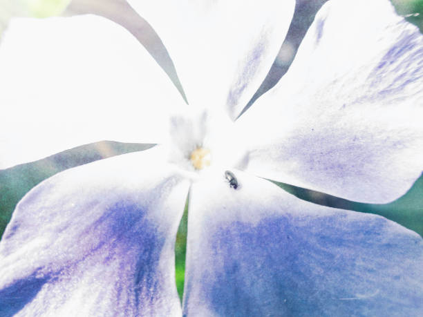 Macrophotography of Blooming Spring Flower of Vinca Minor with a small beetle on the petal and heavily post processed to give a watercolour effect.