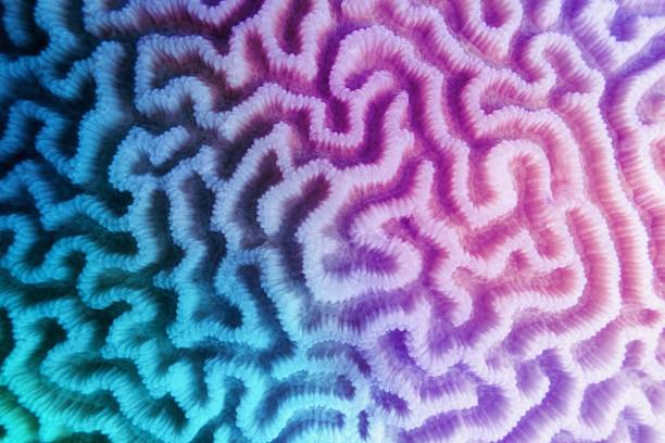 istock Multicolored violet- blue gradient abstract background - Organic texture of the hard brain coral 1222157502