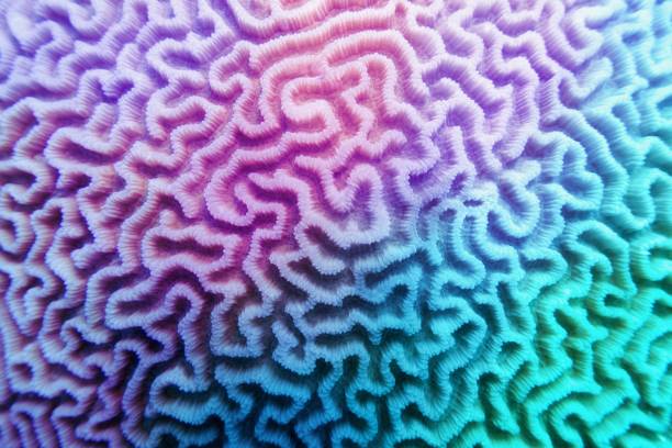 istock Multicolored violet- blue gradient abstract background - Organic texture of the hard brain coral 1222157503