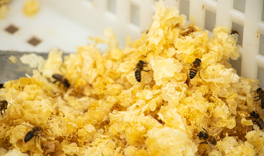 life in the apiary with Caucasian bees at an organic honey beekeeper in Provence