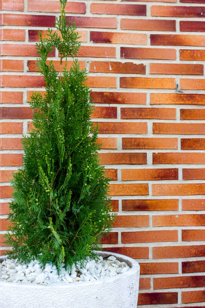 istock thuja in pot against brick wall 1222159873