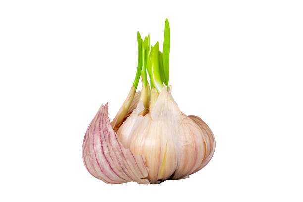 Garlic head with green sprouts. Whole sprouting garlic clove isolated on white background. As symbol of self-development, growth, new life. Green young sprouts.