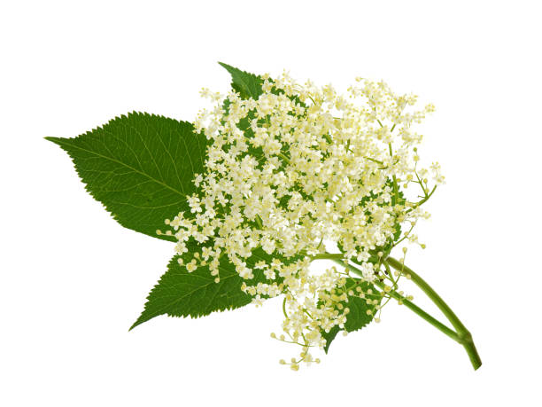 Blooming elder flower, Sambucus nigra Blooming elder flower isolated on white, Sambucus nigra elderberry photos stock pictures, royalty-free photos & images