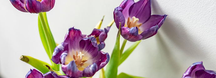 Purple tulips in a jug.