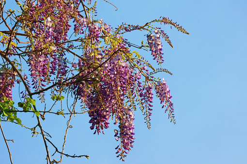 Spring flowers. Blooming wisteria vine against blue sky on sunny day