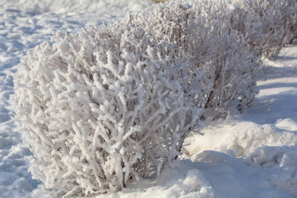 Bushes in hoarfrost
