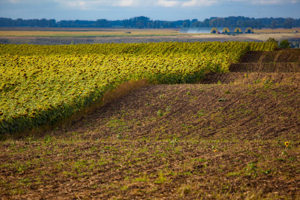 field of sunflowers in summer