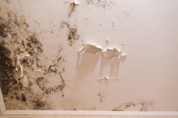 istock Black mold and mildew spots on the ceiling or wall due to poor air ventilation and high humidity. Harm to health. 1222161615