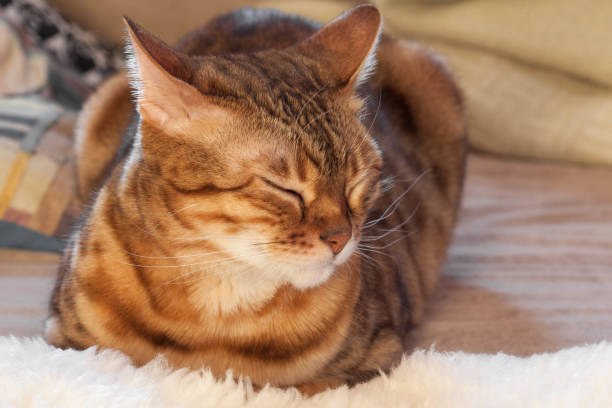 istock Bengal cat is lying and screwing eyes 1222161684