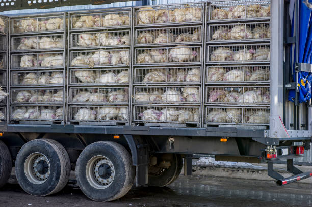 istock Turkey factory. Last way 1222163888