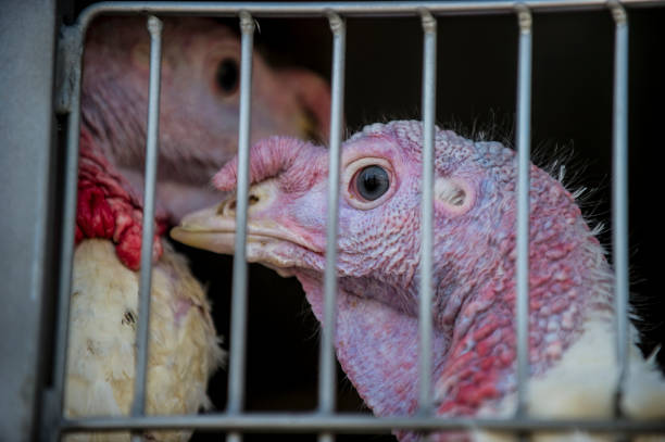istock Turkey factory. Last way 1222163921