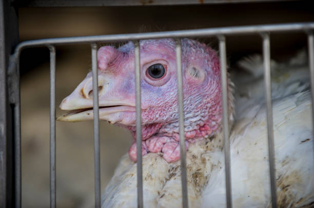 istock Turkey factory. Last way 1222163938
