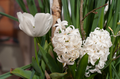 close-up of white hycinth flowers in a plant pot together with tulip