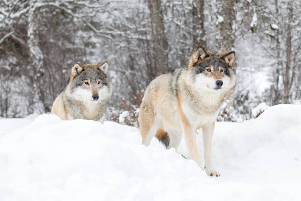 istock Two magnificent wolves in wolf pack in cold winter forest 1222164348
