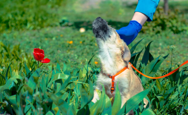 istock man in blue veterinary uniform stroking puppy sitting in the grass 1222166984