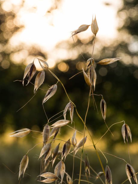 Oat (avena fatua) detail of plant growing in field Wild oat (avena fatua ) close up of plant growing in field, sundown avena fatua stock pictures, royalty-free photos & images