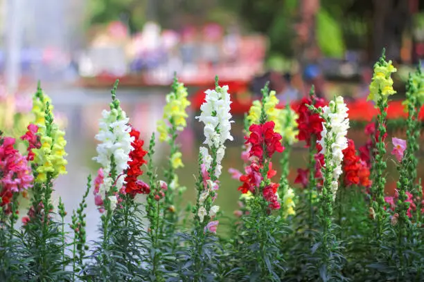 Antirrhinum majus or colorful flowers  snap dragon blooming in garden on water background