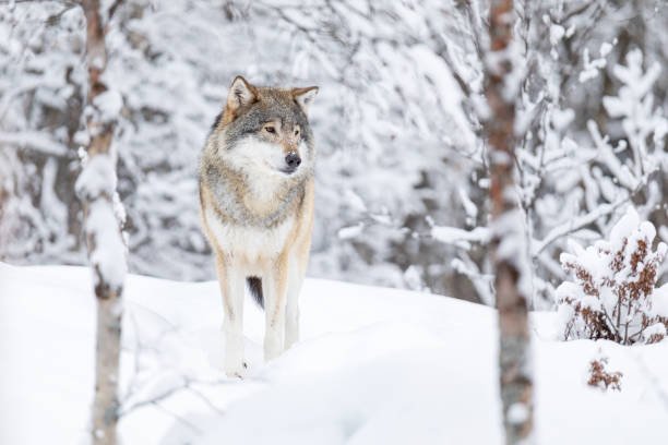 美しい冬の森の雪の中に立っている美しいオオカミ - animal dog winter snow ストックフォトと画像