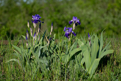 Iris versicolor is also commonly known as the blue flag, harlequin blueflag, larger blue flag, northern blue flag,and poison flag